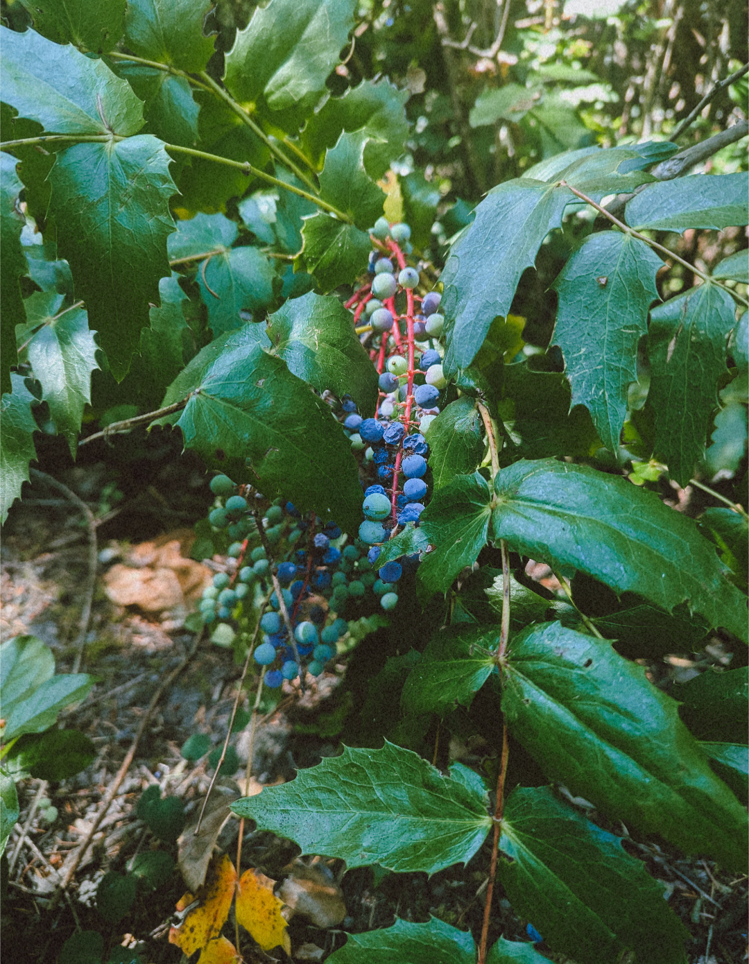   Photo by Eden Blooms  