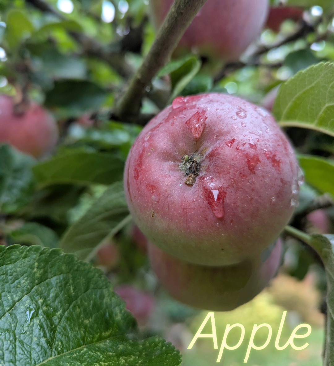   Photo by Eden Blooms  