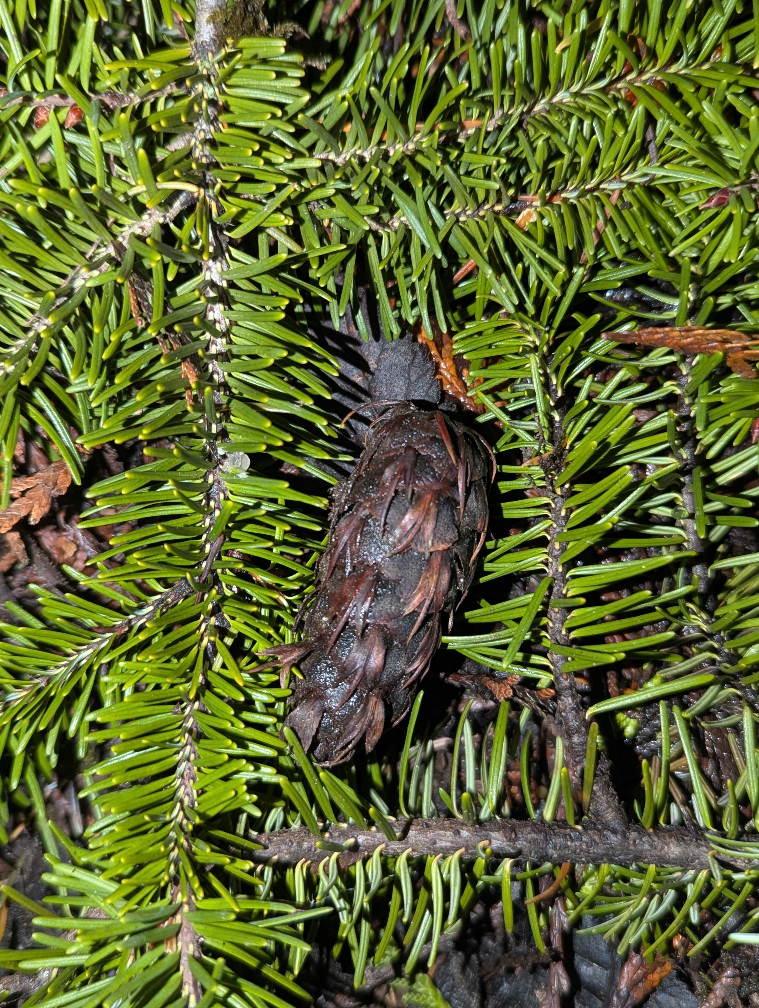 A Douglas Firs’ bottle brush needle display on branches as well as cone showing unique