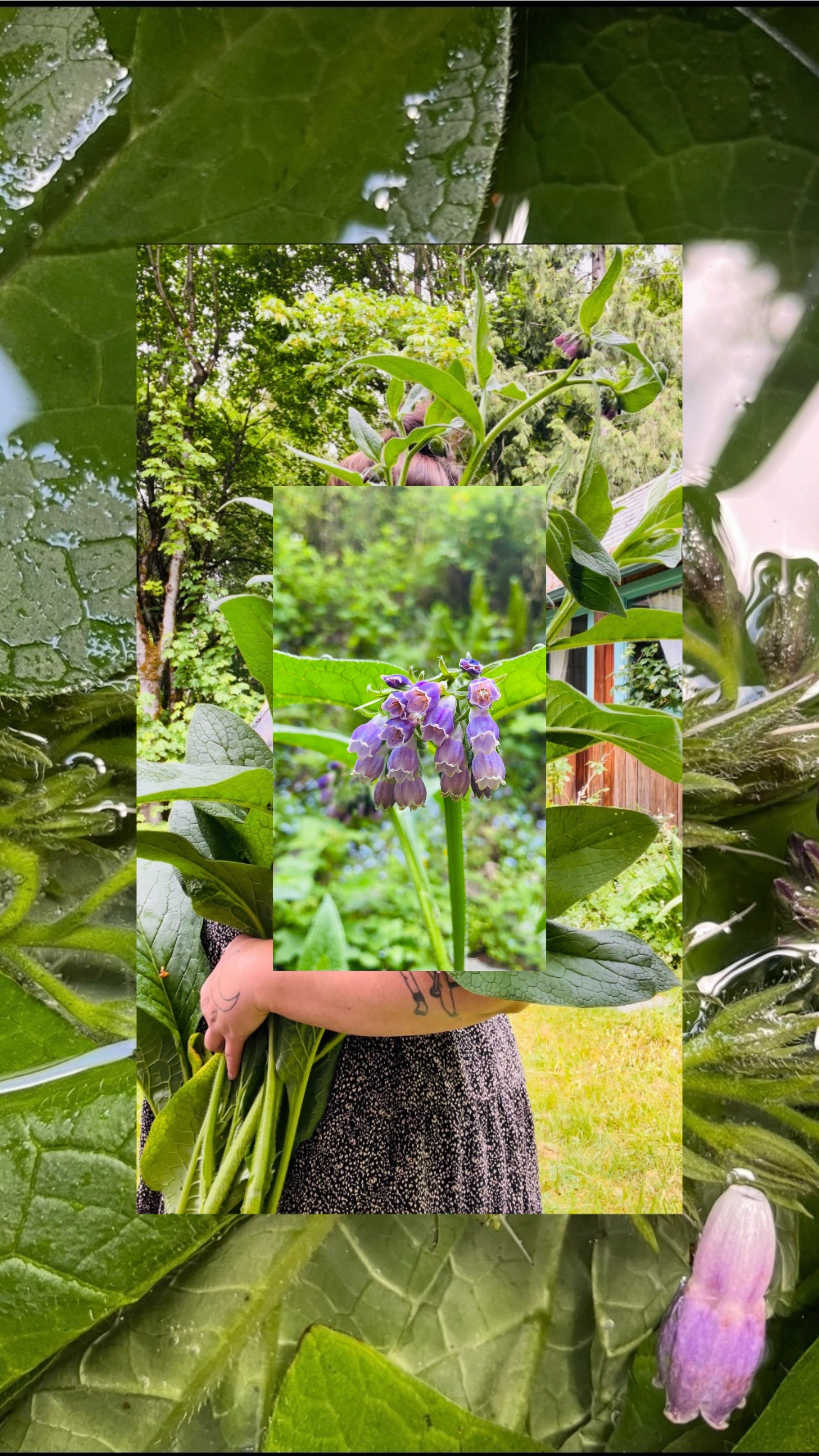   Image by Amber Autumn Leaves Huntsman  