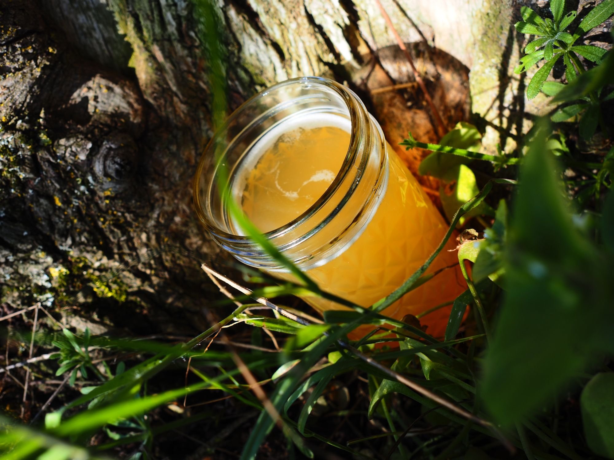 A glass of Chimacum Valley Grainery’s unfiltered IPA nestles close to its roots tucked away at Finnriver Farm & Cidery. Beacon photo by Derek Firenze
