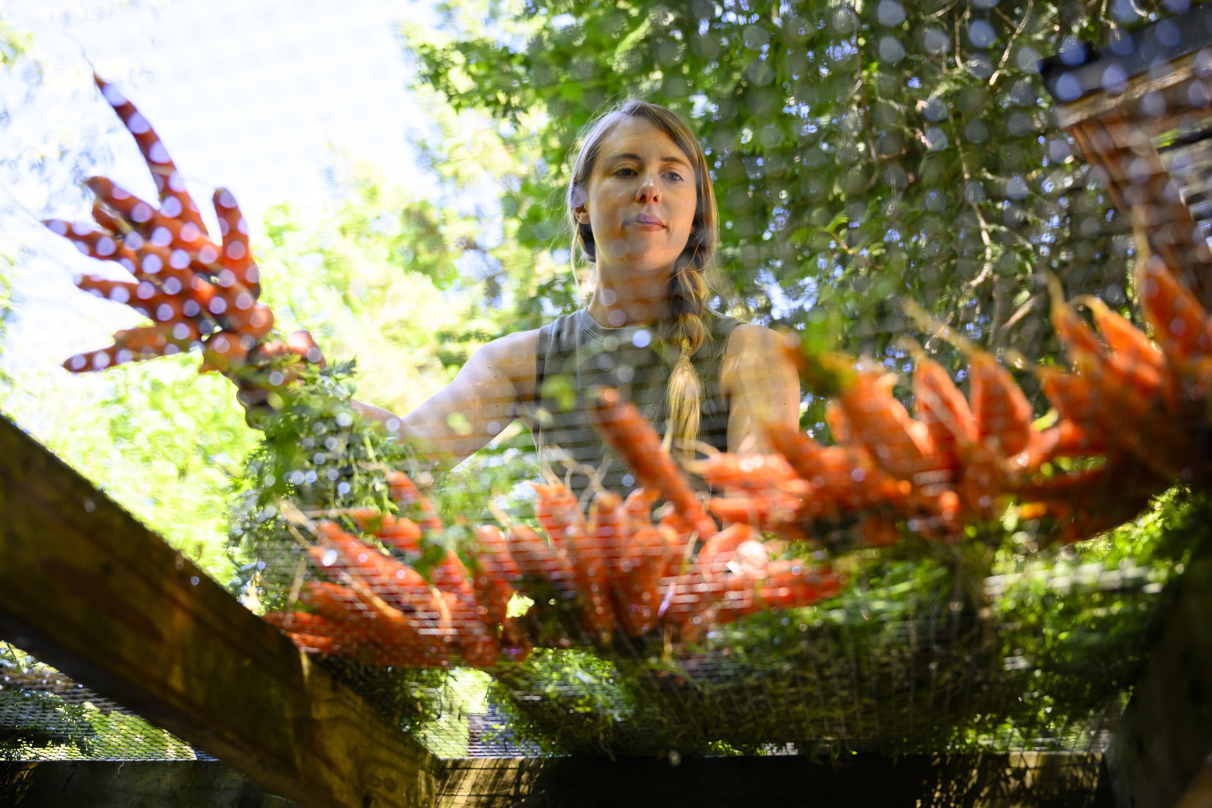   Grace Thompson washes freshly harvested carrots at Kodama Farms. Thompson and her brother, Ben Thompson, own and operate the 45-acre farm. Selling primarily at the Chimacum Farmers Market, the Thompsons estimate that 10-25% of their revenue comes from food access program recipients. Photo by Heather Johnson  