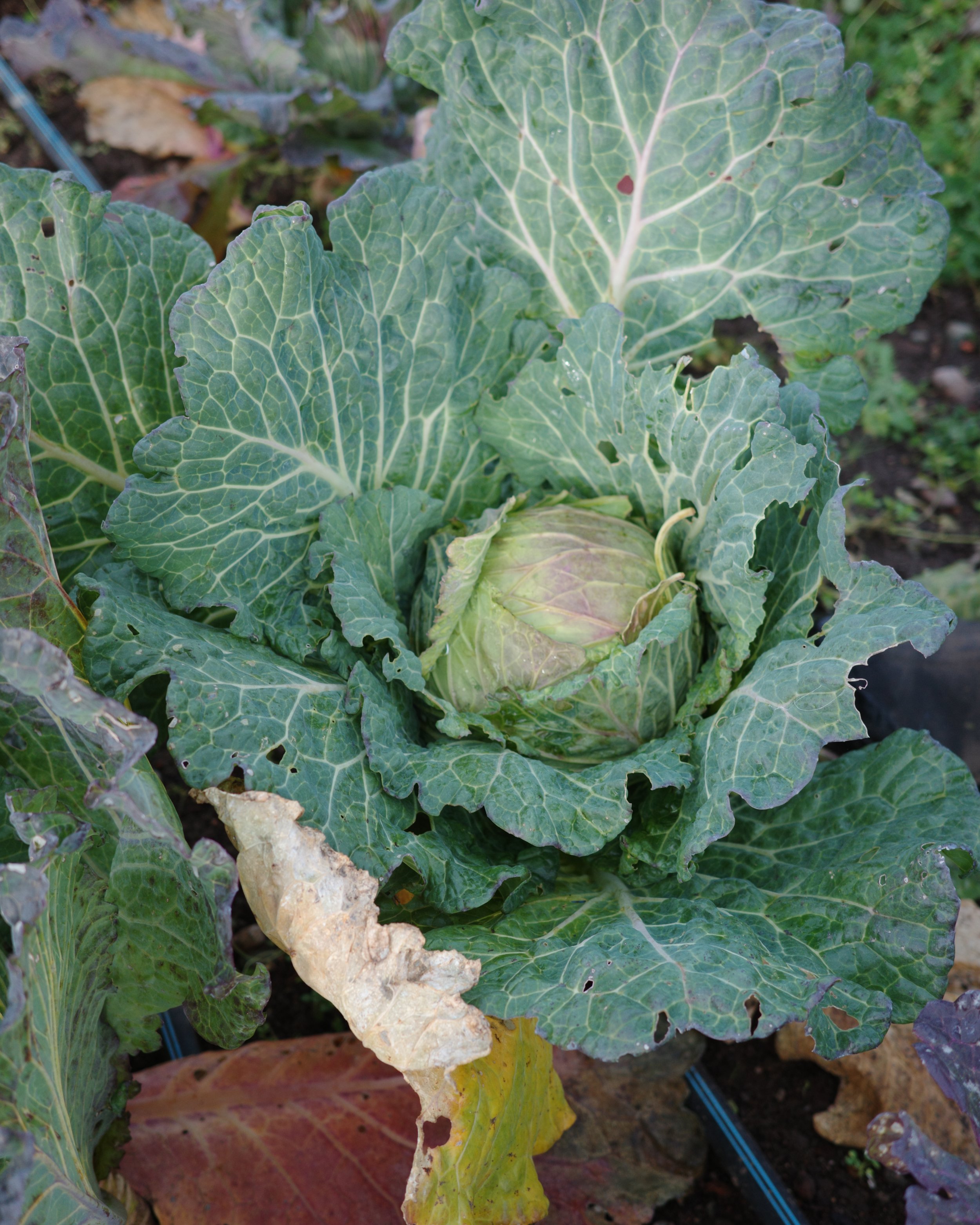 Majestic January Kings on Hopscotch Farm.