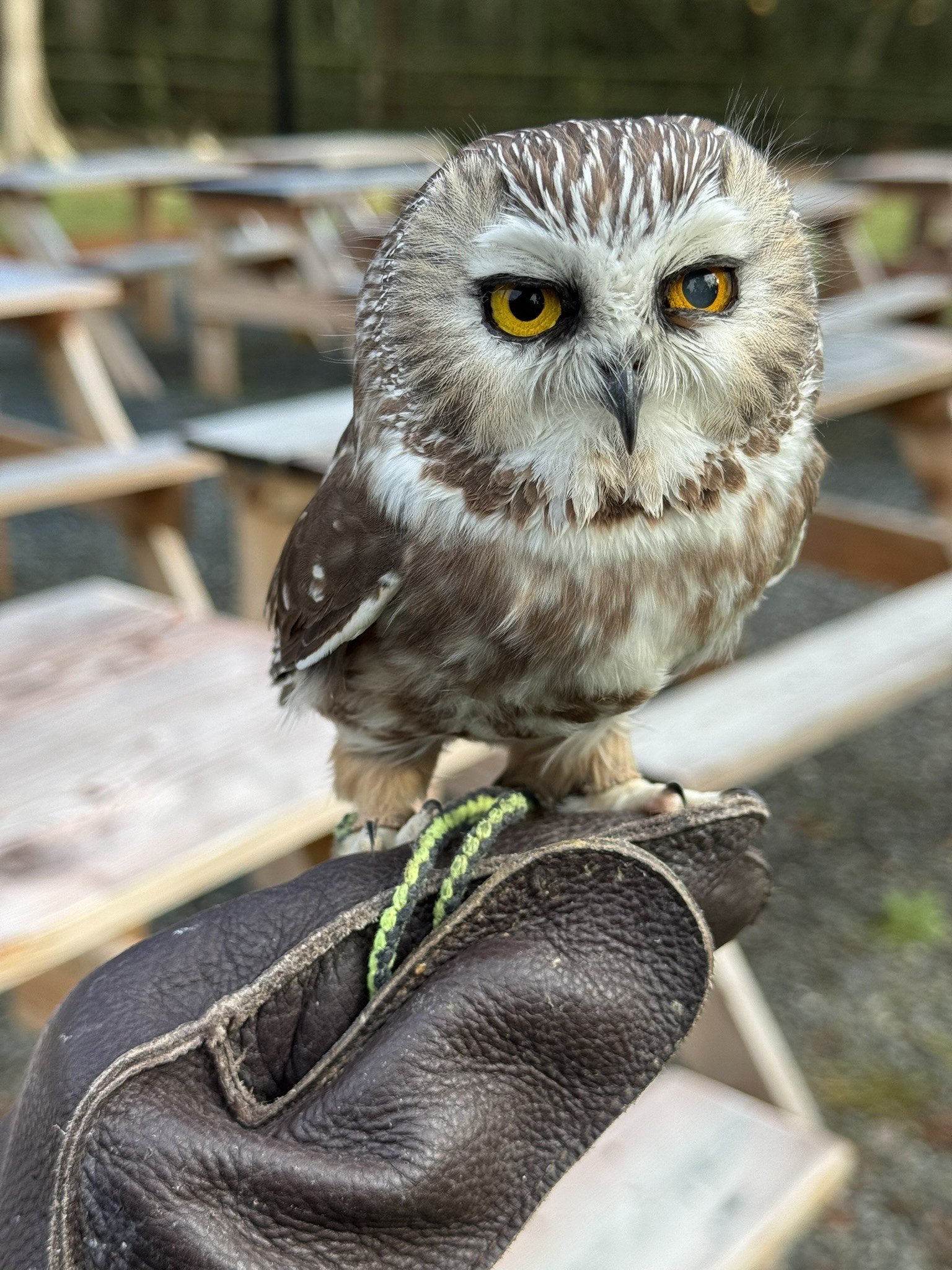  This tiny saw-whet owl is one of 25 ambassador birds who live at Discovery Bay Wild Bird Rescue.  