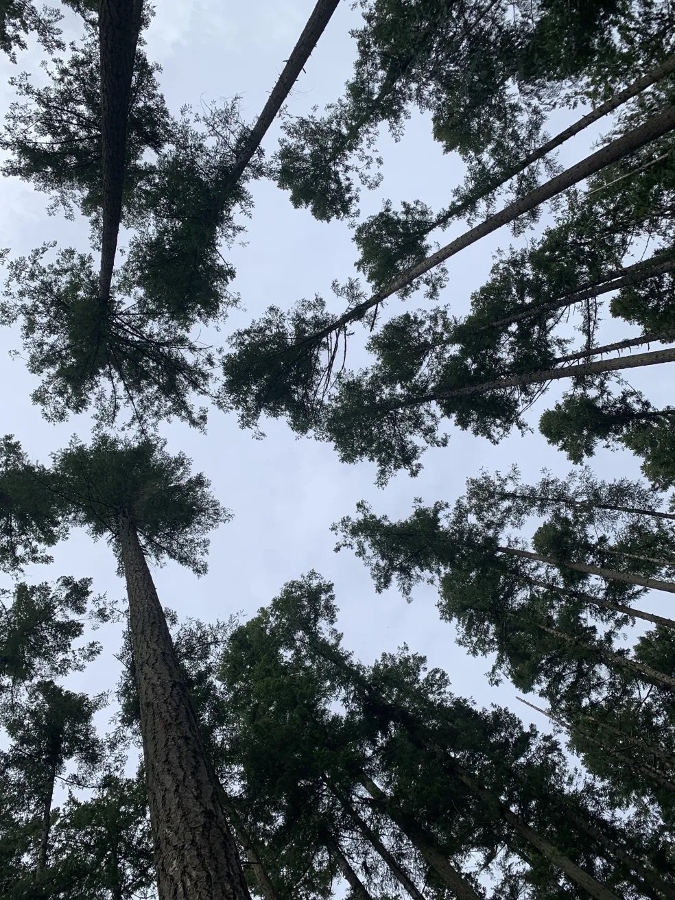 One sign of an unhealthy forest is when trees “lollypop,” growing branches only in the top part where the sun can reach them.