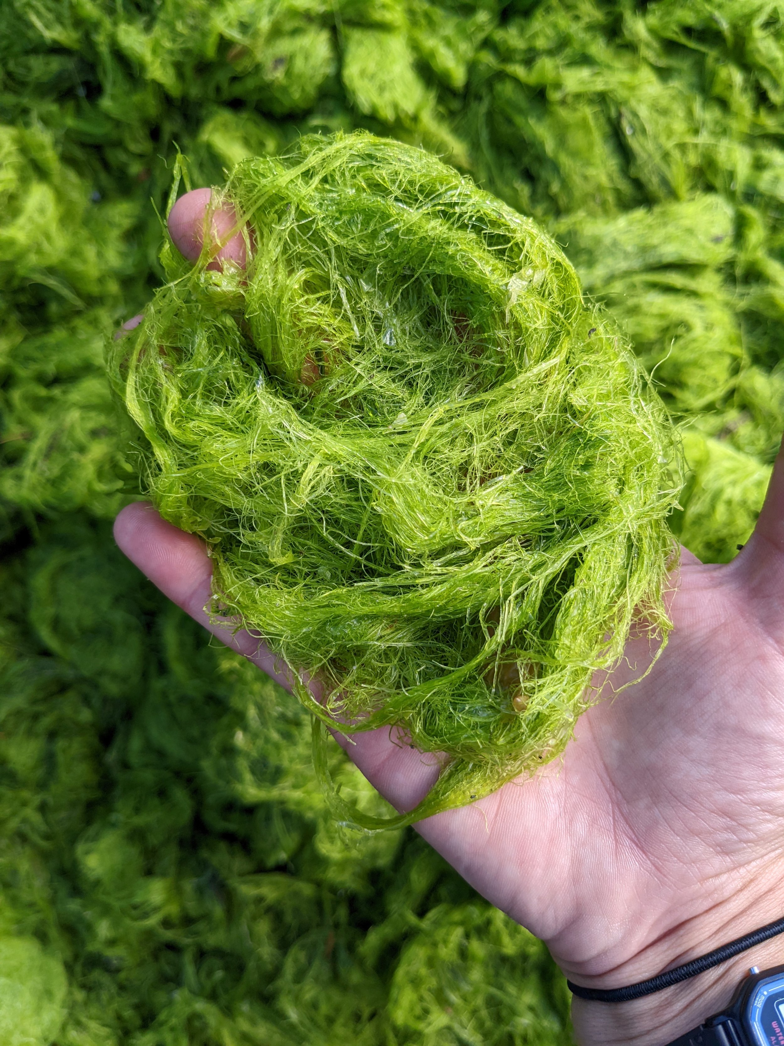   Ulva Algea, a nuisance species, is being tested on local farms as fertilizer. Photo courtesy of the Puget Sound Restoration Fund  