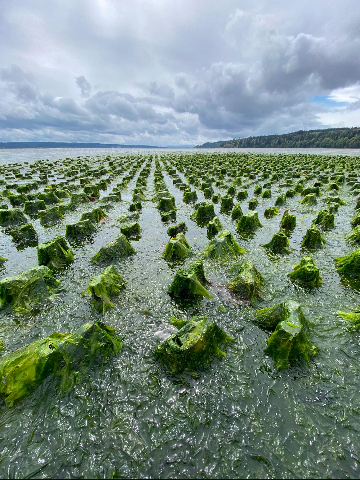   One of the sites where PSRF are working with Ulva. Image courtesy of PSRF  