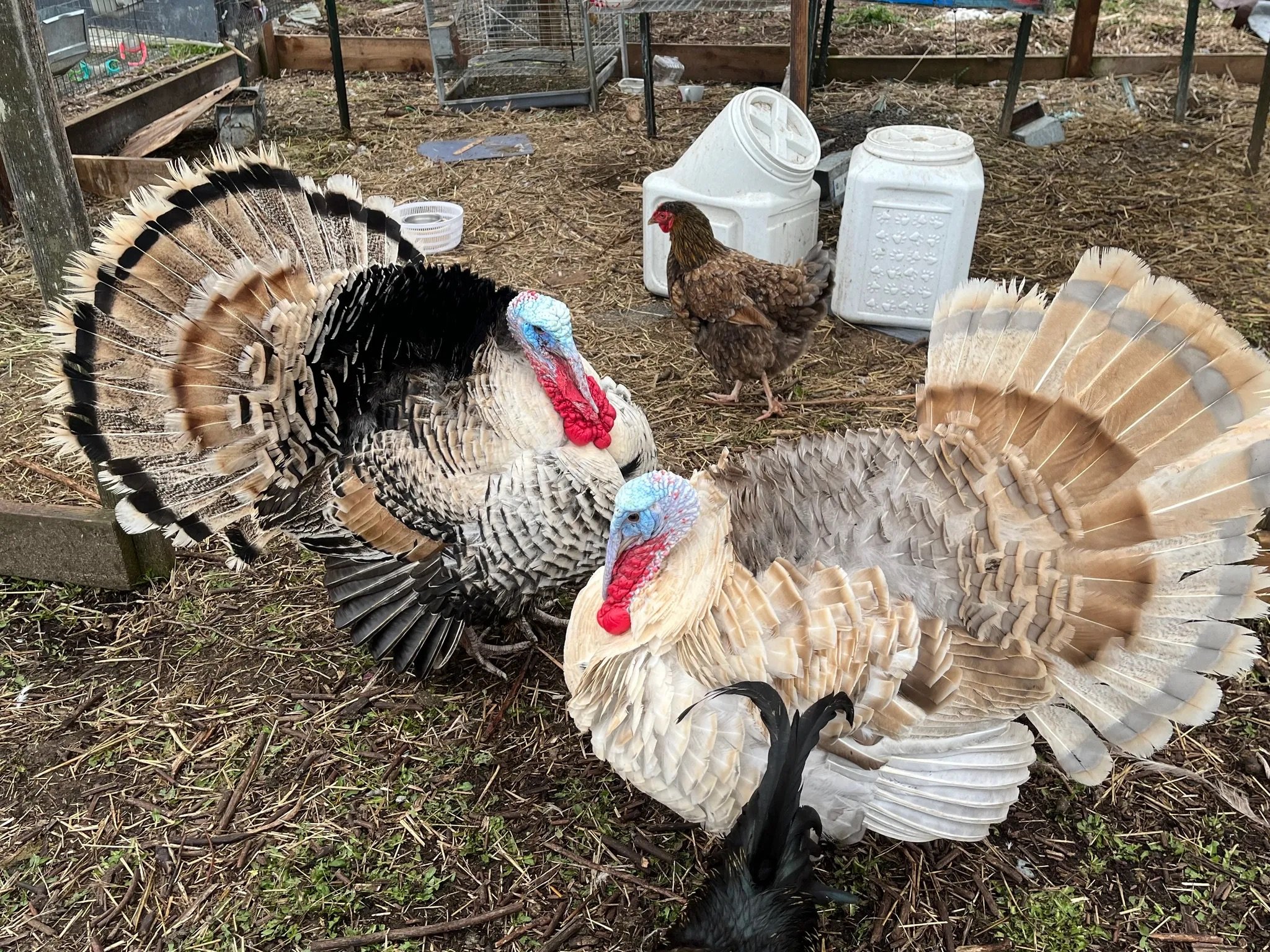 Heritage turkeys come in a variety of colors including the sweetgrass (left) and blue sweetgrass which local farmer Ren Winchester added to his flock this year.
