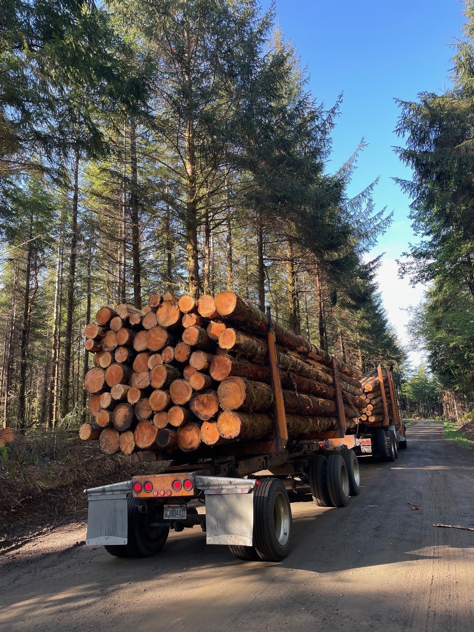 Timber from the Olympic Rainforest heading to the mill