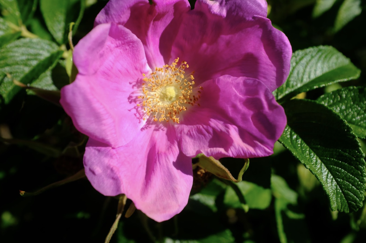  Beach Rose in bloom. Photo by Eden Blooms. 