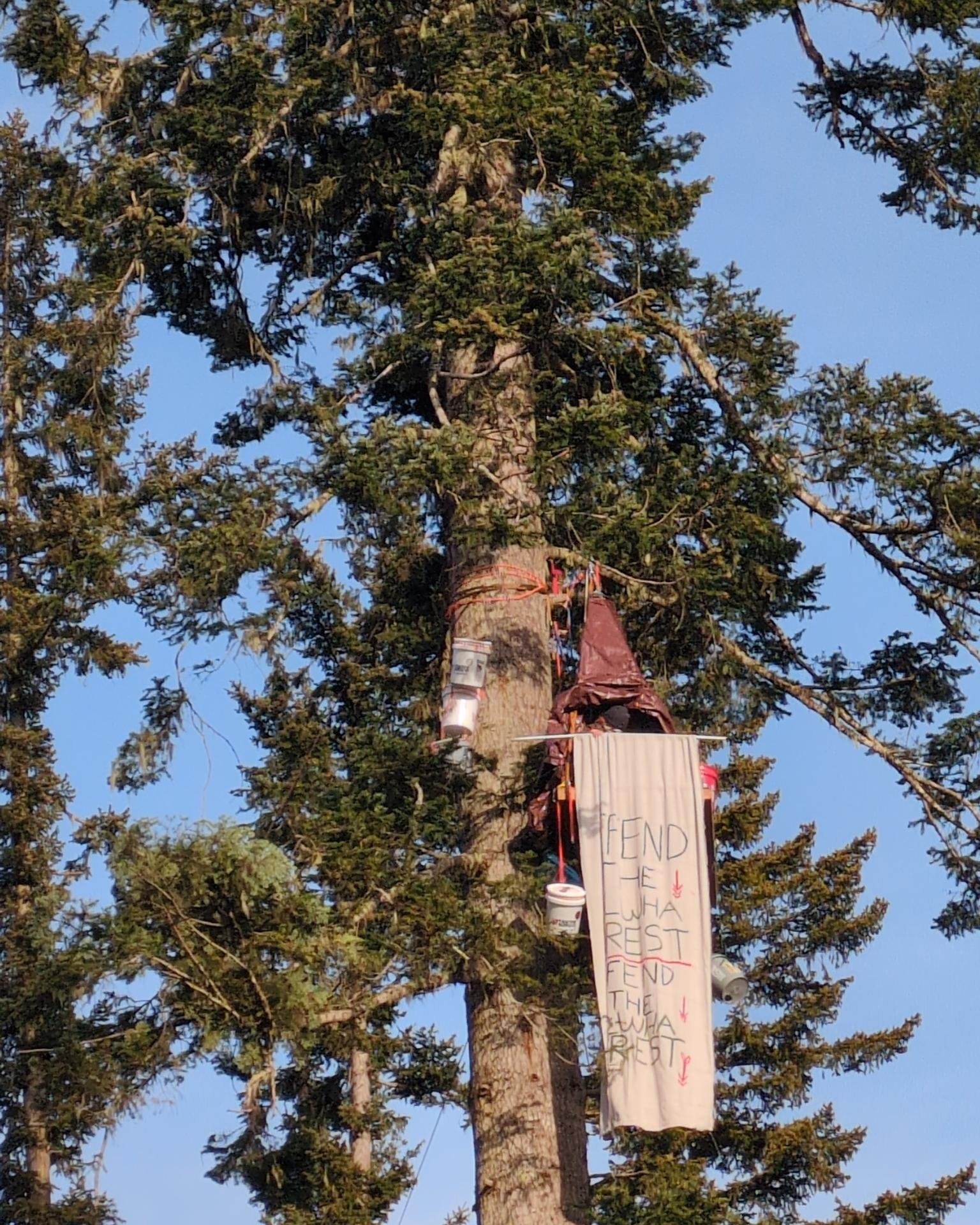 A tree sitter is currently preventing the harvesting of DNR land by. a plywood company. Photo by G. Dobyns