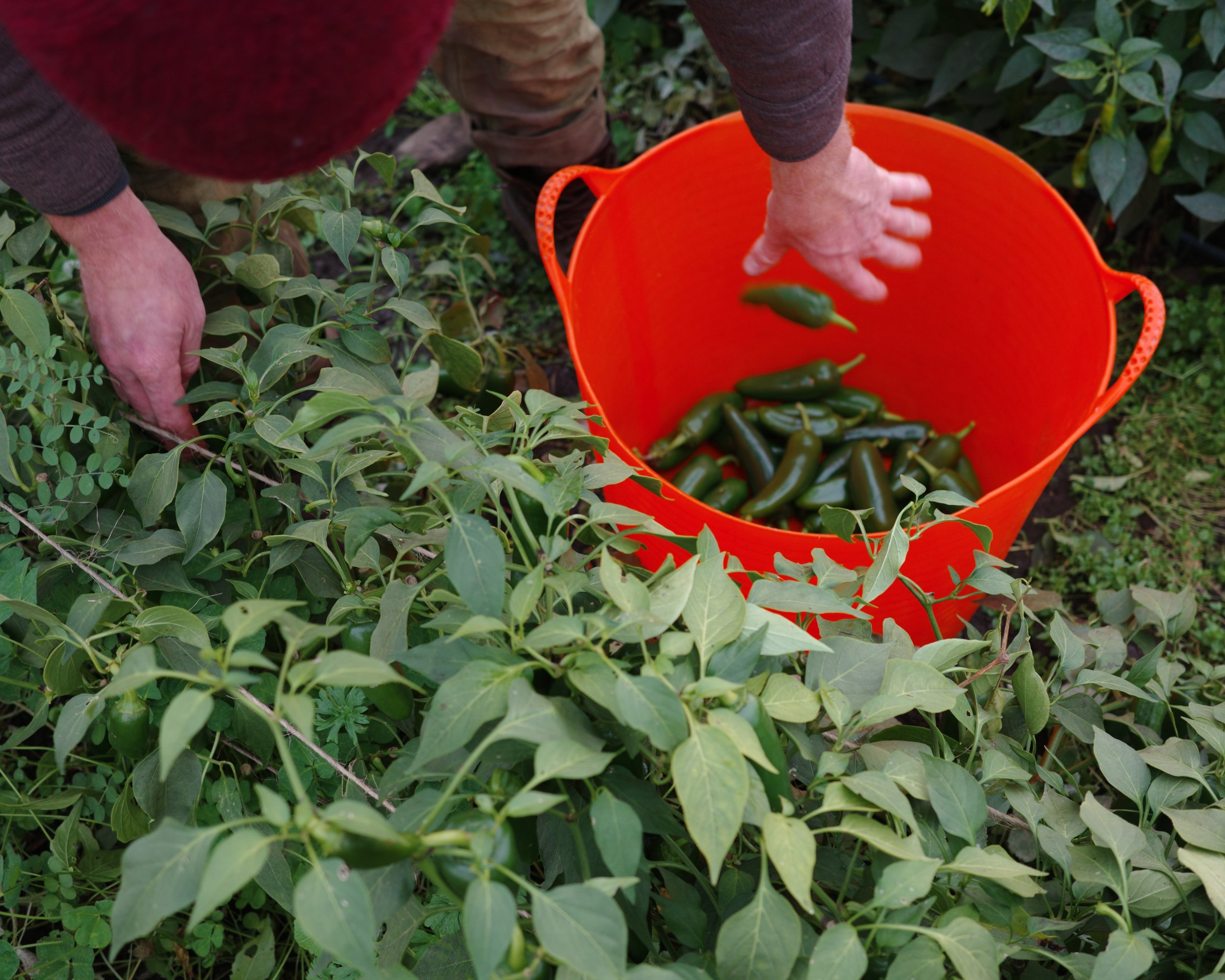 Pierce Kennedy harvests peppers on Soft Step Farm.