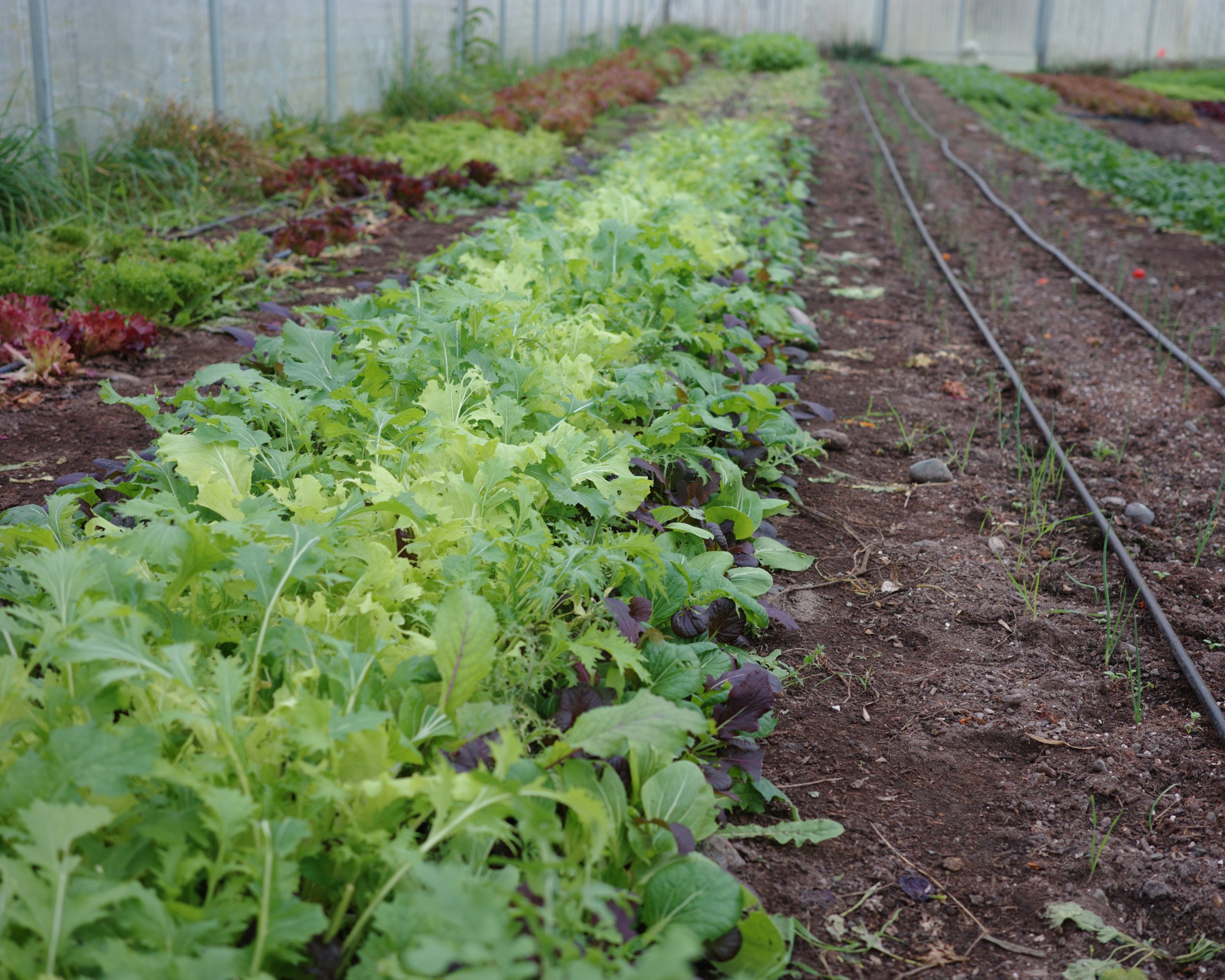 Fall greens on Soft Step Farm getting ready to be harvested.