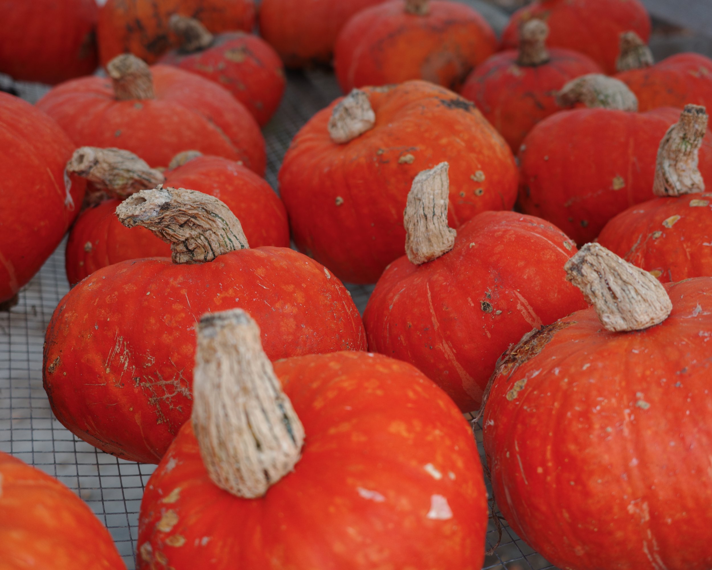 Winter squash curing at Soft Step Farm.