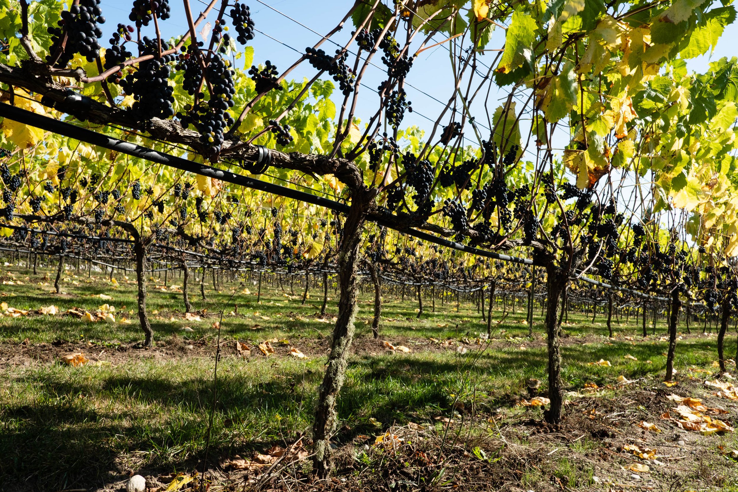  Red Marechal Foch grapes on the vine before harvest at Sailor Vineyard, photo by Andrew Wiese 