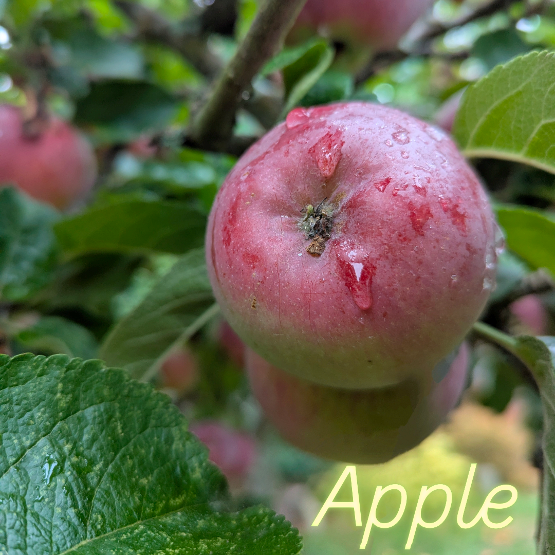 Chlorophyll Corner: Apple - the plant that grows stories from seed