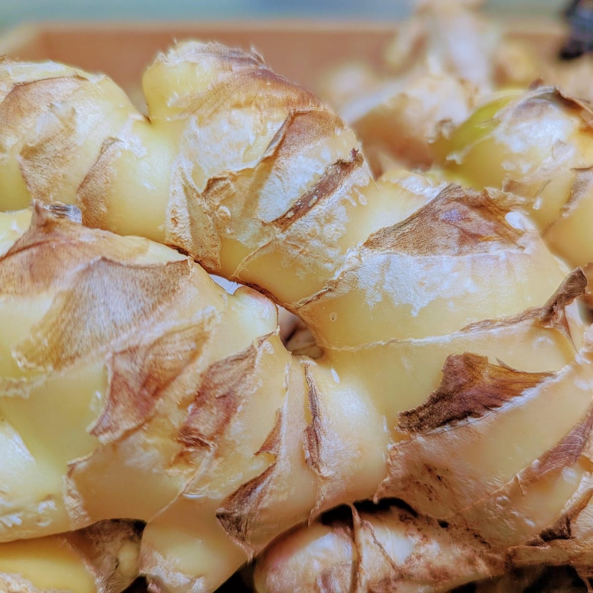 Chlorophyll Corner: Ginger, A Versatile and Beneficial Rhizome