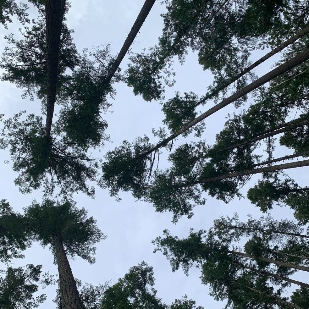 Balancing Nature and Need: Local Foresters Provide an Innovative Approach to Sustainable Forestry