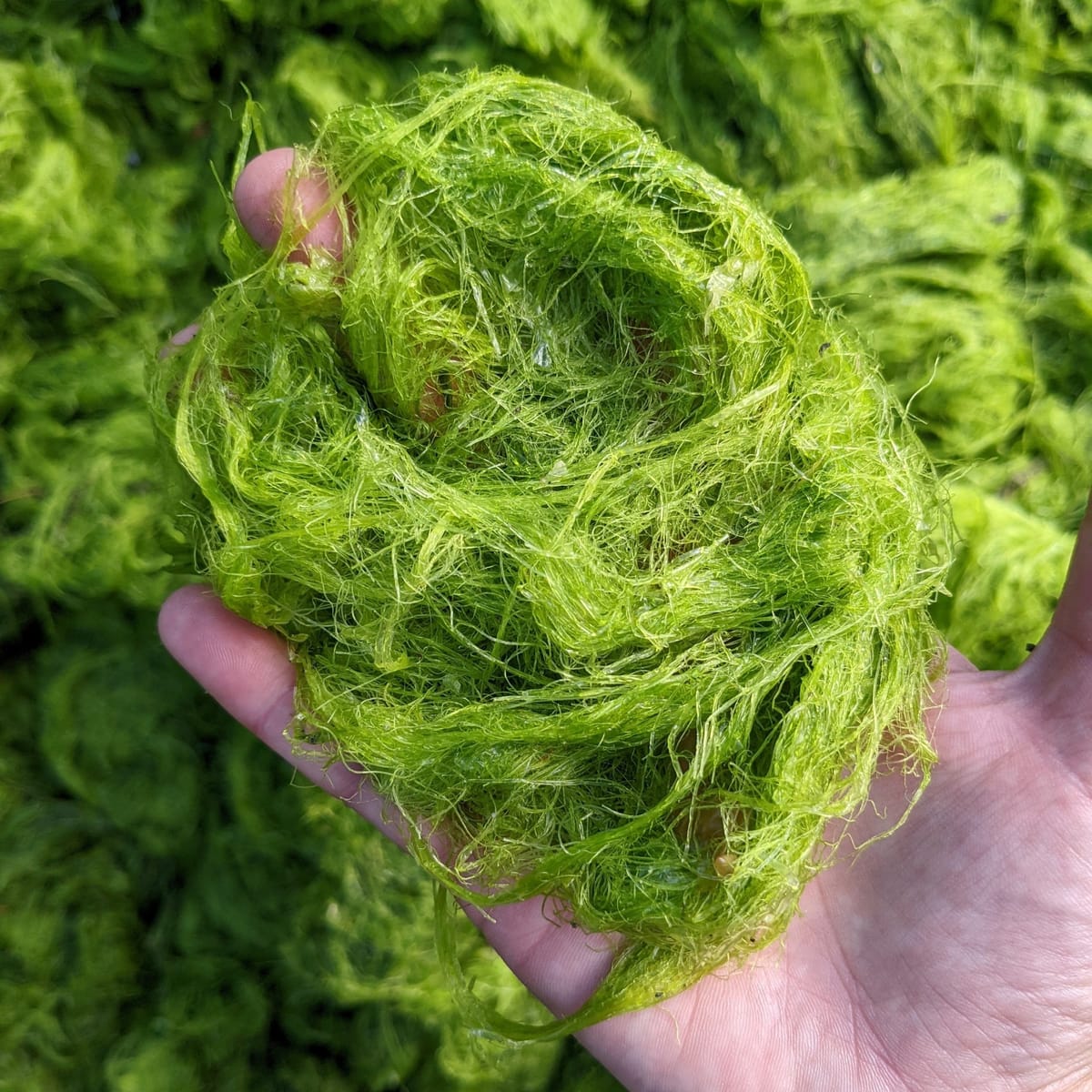 Puget Sound Restoration Fund Creates Collaborative Efforts to Restore Coastal Ecosystems