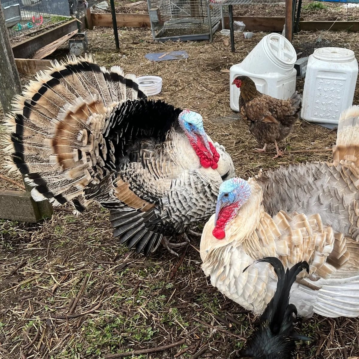 Local farmer proudly preserves poultry