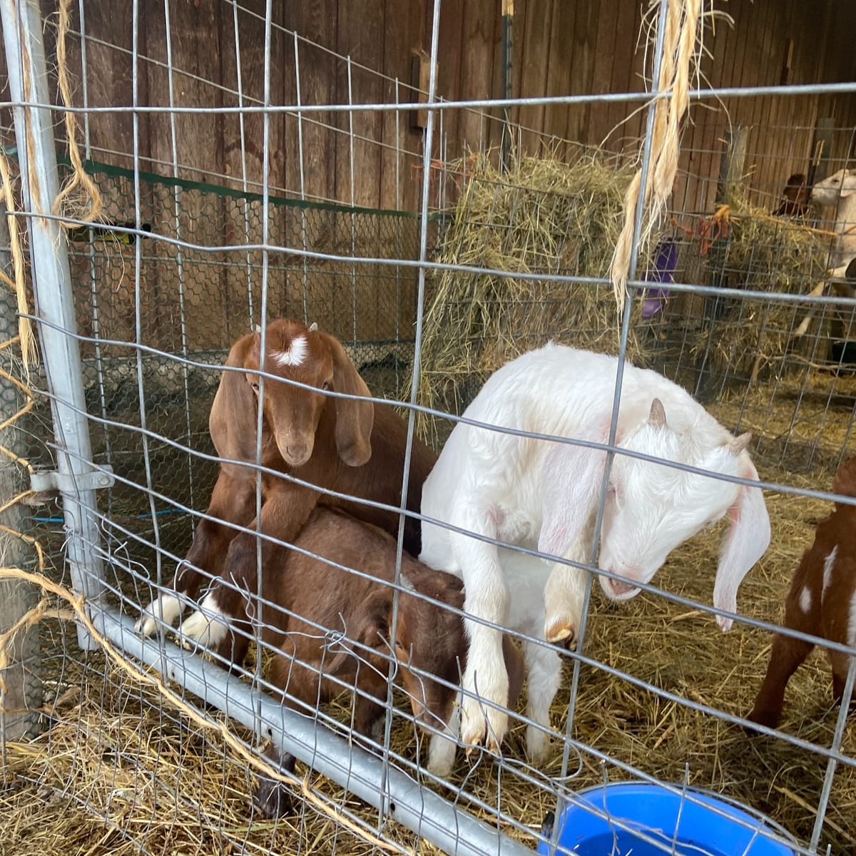 Port Townsend Residents Advocate for Urban Agriculture in Comprehensive Plan to Boost Climate Resilience