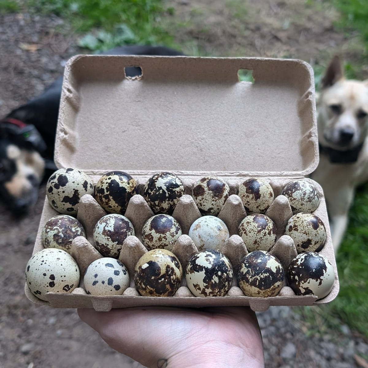 Op-ed: Sustainable Food Systems Mean Not Putting All of Your (Quail) Eggs in One Basket