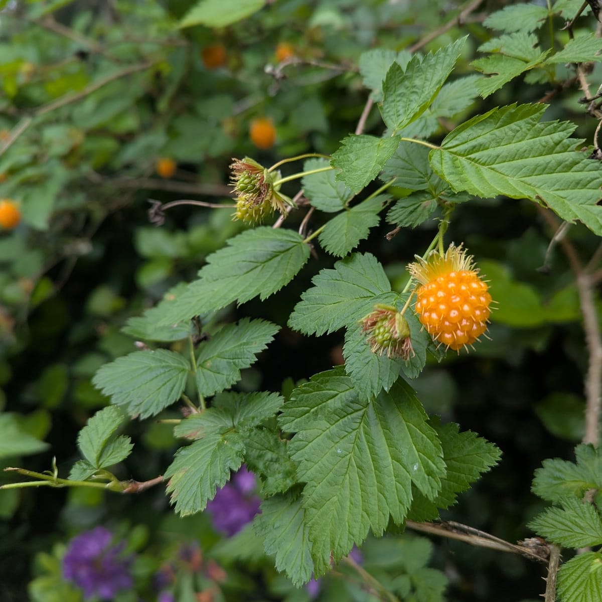 Chlorophyll Corner: Salmonberry, Ecologies of Interconnectedness