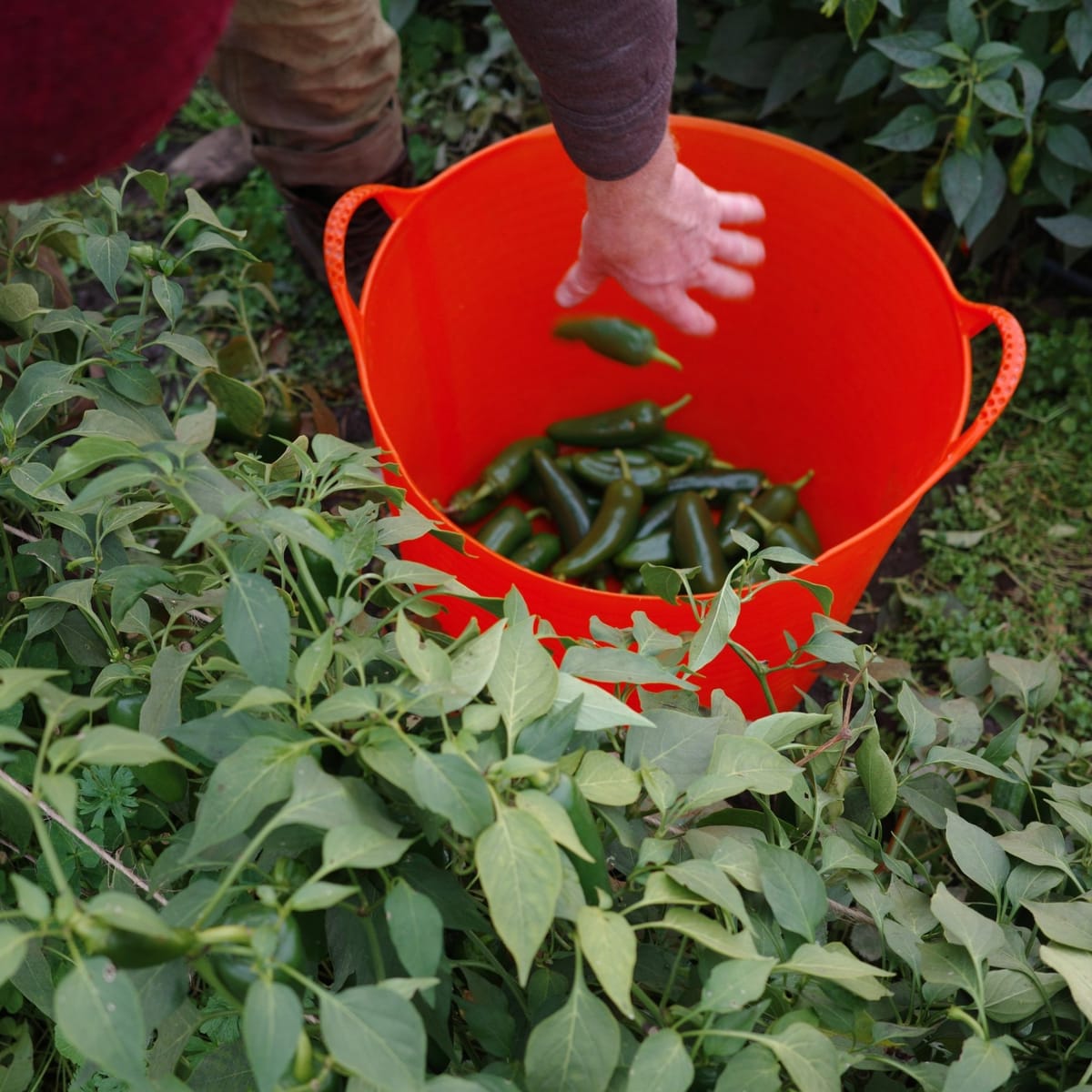 Harvesting Resilience: Local Farmers Share Their Refelections as Winter Approaches