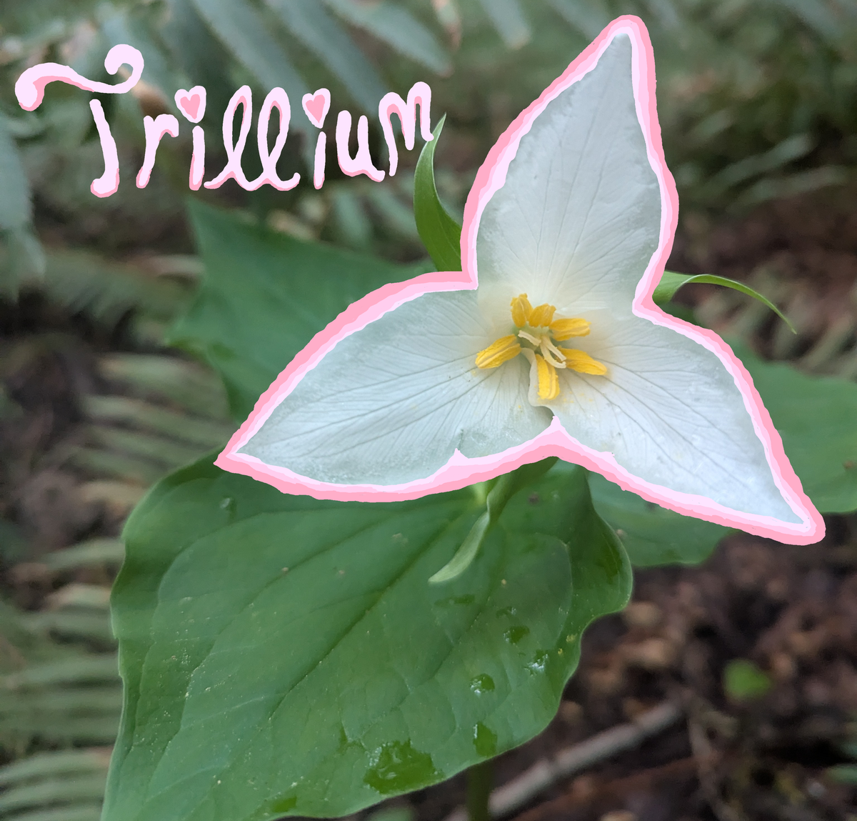 Chlorophyll Corner: Western Trillium, A Call to Protect The Sacred
