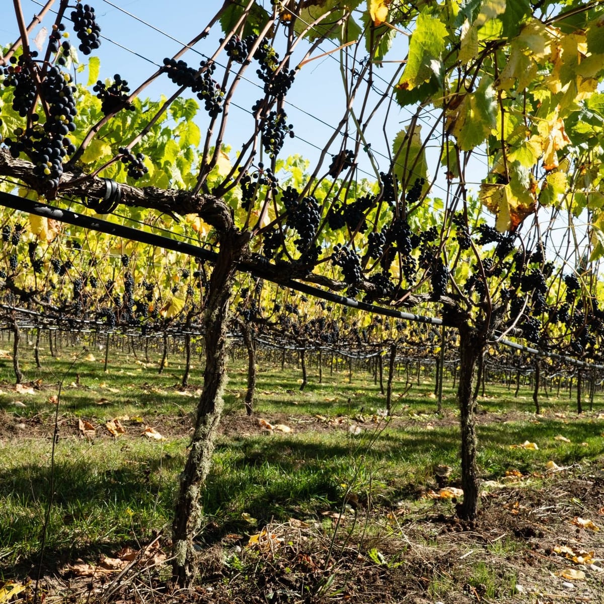 What to Drink: Climate Change & PNW Winemaking