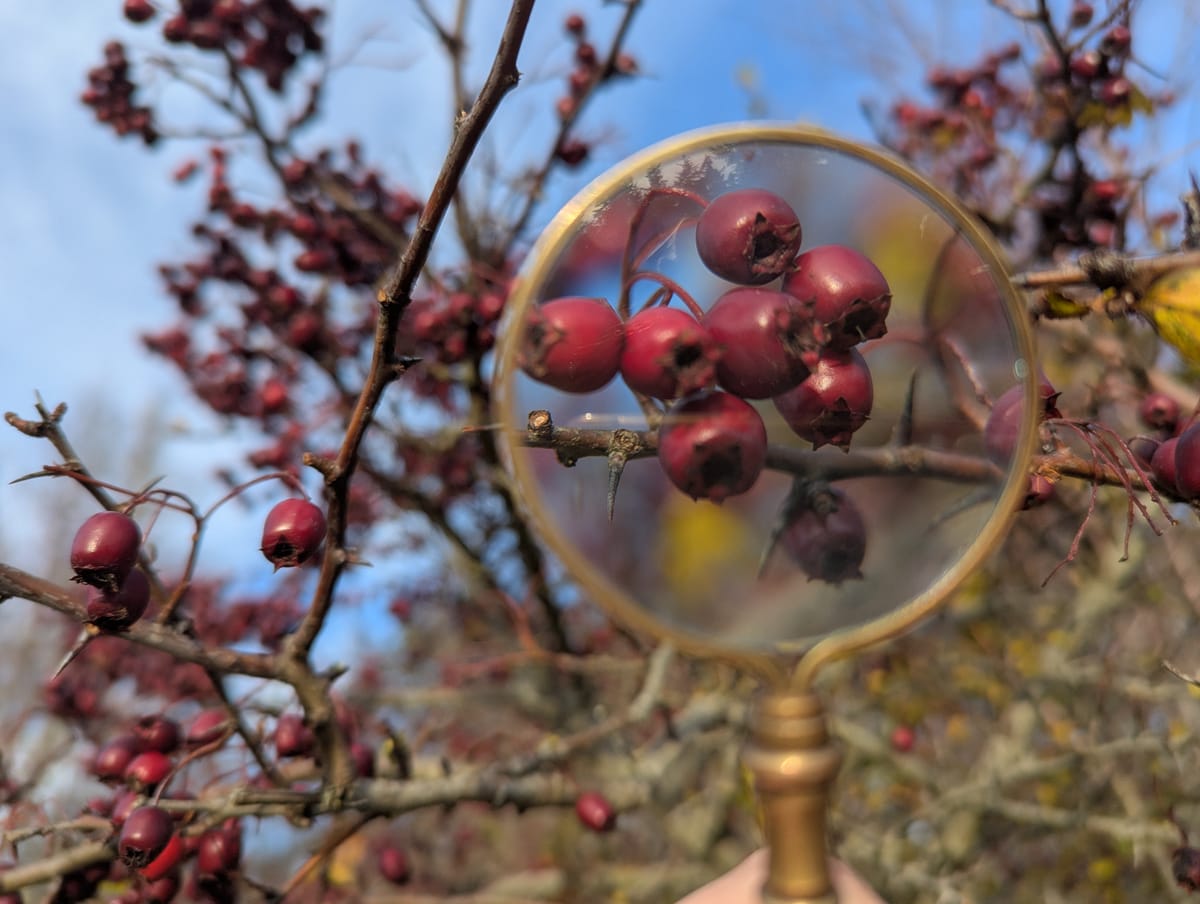 Hawthorn berries with the centered picture being a magnifying glass, magnifying Hawthorn berries