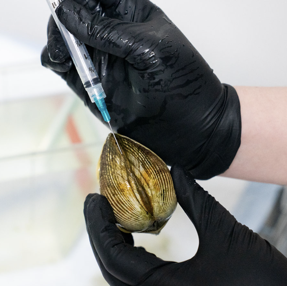 Contagious cancer poses possible threat to Salish Sea clams