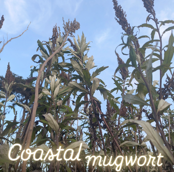 Chlorophyll Corner: Mugwort and the Moon's Honest Light