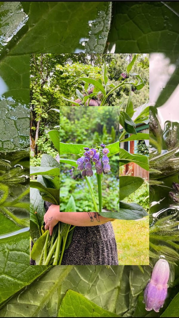 Feral Feelings: Moving Away from Burnout