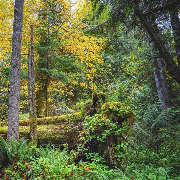 Public Lands vs. Private Corporations: How Campaign Contributions Impacted the Closest Election in WA’s History