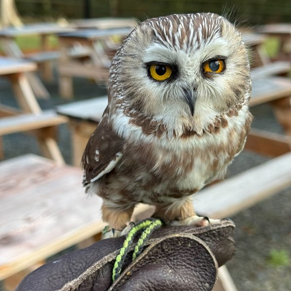 Enthusiastic Crowd Flocks to Discovery Bay Wild Bird Rescue Open House