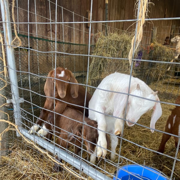 Port Townsend Residents Advocate for Urban Agriculture in Comprehensive Plan to Boost Climate Resilience
