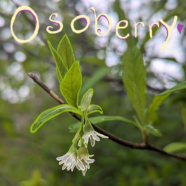 Chlorophyll Corner: Osoberry, Cascadia's very own Groundhog