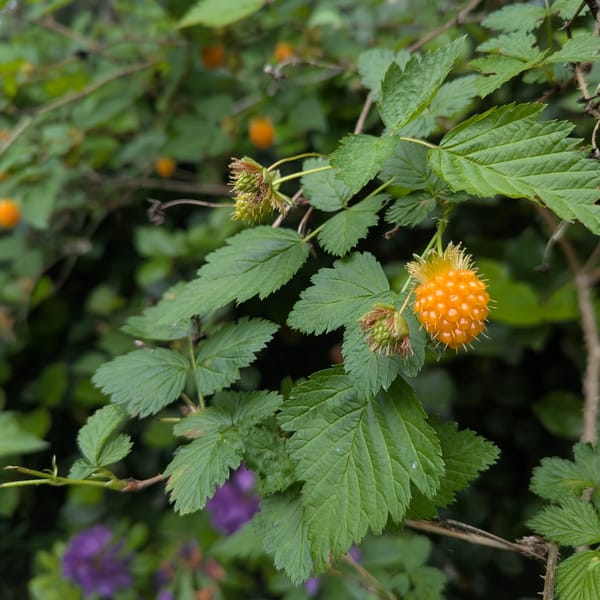 Chlorophyll Corner: Salmonberry, Ecologies of Interconnectedness
