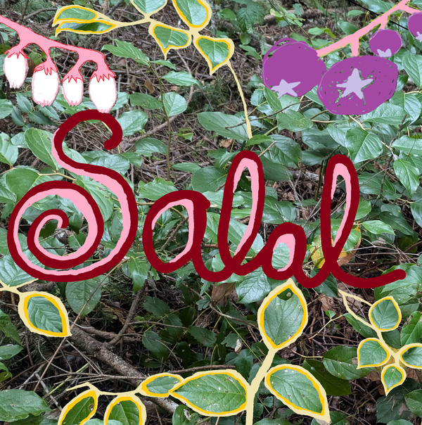 Chlorophyll Corner: Salal Offers Endurance through Dark Times