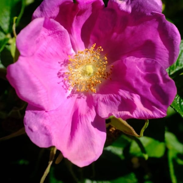 Chlorophyll Corner: Beach Rose