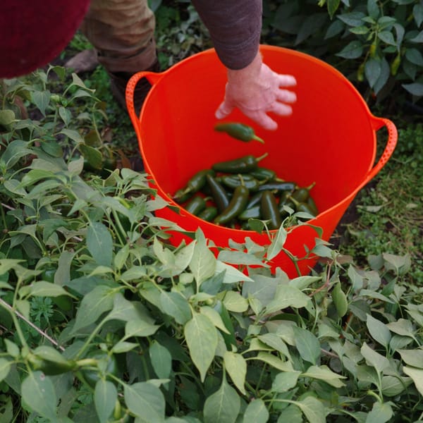 Harvesting Resilience: Local Farmers Share Their Refelections as Winter Approaches