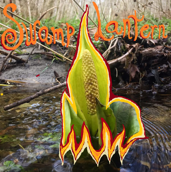 Chlorophyll Corner: Skunk Cabbage or Swamp Lantern?