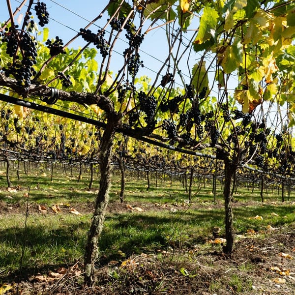 What to Drink: Climate Change & PNW Winemaking